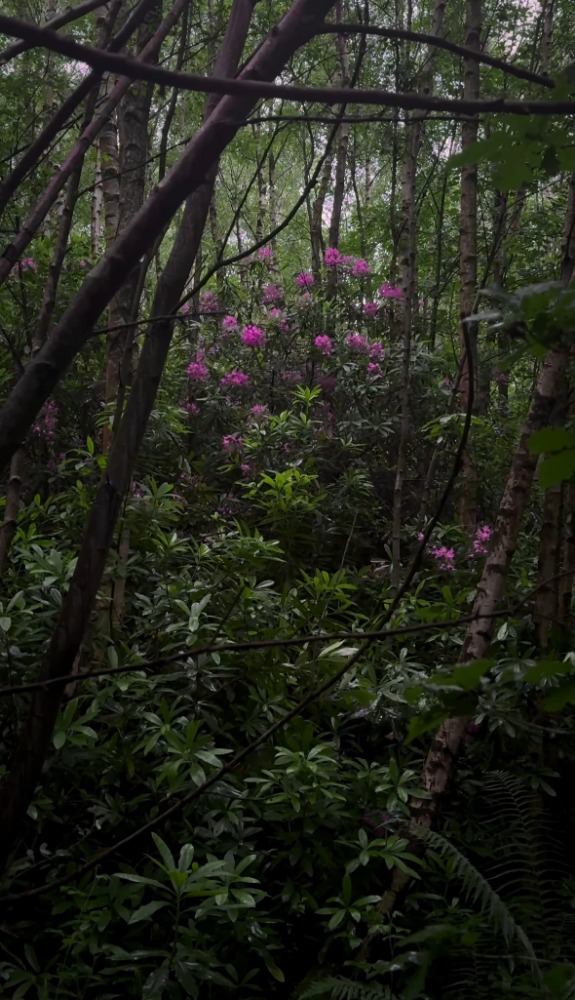Flowers in a dark forest