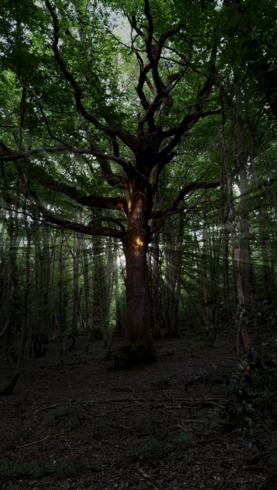 Tree of Life